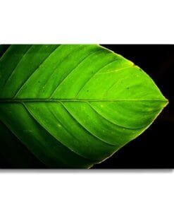 Glassnijplank Groene Blad - Afbeelding 3