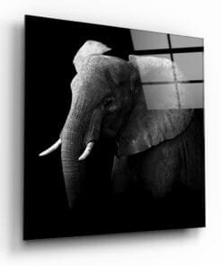 Glasschilderij Dieren - Olifant