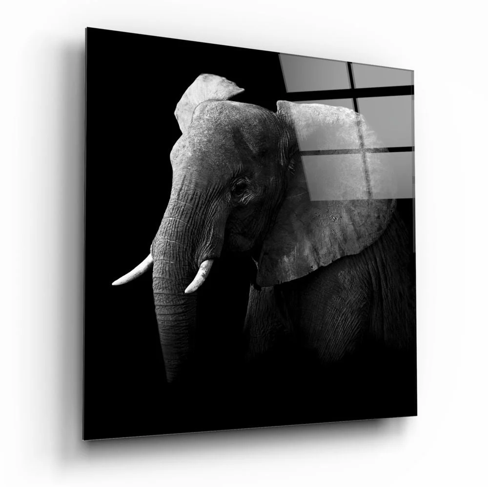 Glasschilderij Dieren Olifant (80x80 cm)