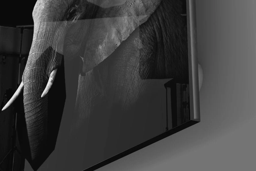 Glasschilderij Dieren Olifant (80x80 cm) - Afbeelding 2