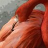 Flamingo Glasschilderij