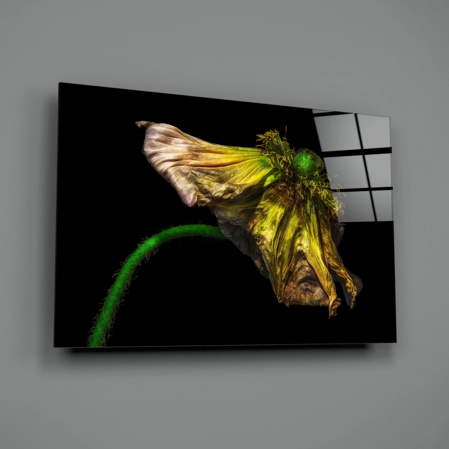 Glasschilderij Gedroogde Bloem - Afbeelding 3