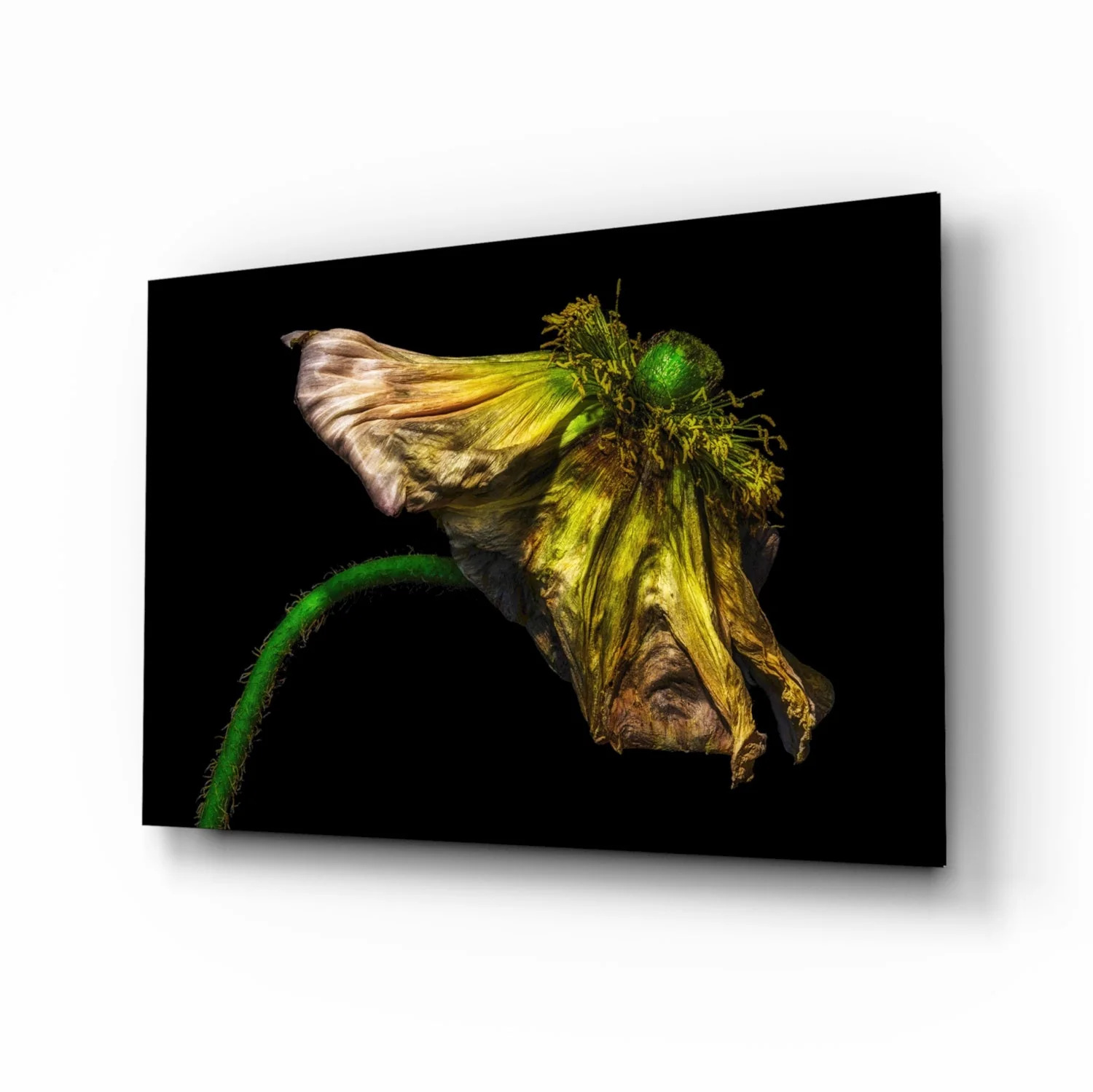 Glasschilderij Gedroogde Bloem