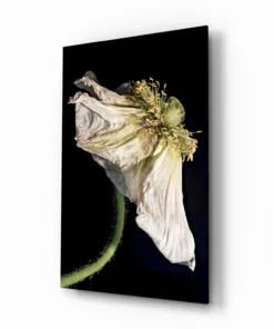 Gedroogde Bloem Glasschilderij