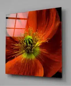 Oranje Bloem Glasschilderij - Afbeelding 3