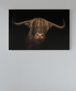 Hooglander Schotsen Foto Op Canvas