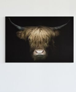 Hoogland koe Canvas Schilderij
