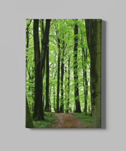 Binnen het bos Canvas Schilderij