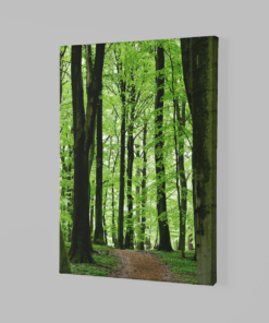 Alternative view of Binnen het bos Canvas Schilderij