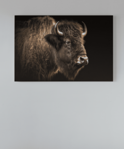 Canvas Schilderij Dieren Bizon