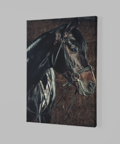 ALIVA 1170 paard portret canvas schilderij b