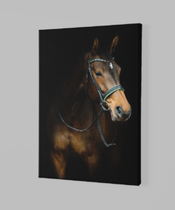 ALIVA 1181 paard bruin dieren canvas schilderij rechthok b min