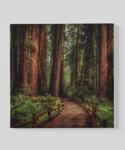 Wandelpad in het bos Canvas Schilderij