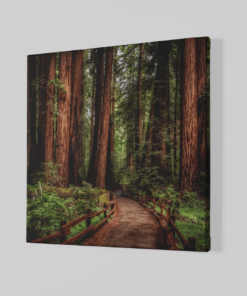 Alternative view of Wandelpad in het bos Canvas Schilderij
