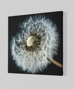 Alternative view of Paardenbloem Canvas Schilderijen