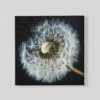 OEFE 1119 paardenbloem canvas schilderij c