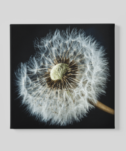 Paardenbloem Canvas Schilderijen