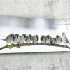 bgls 1048 bmussen vogels glasschilderij