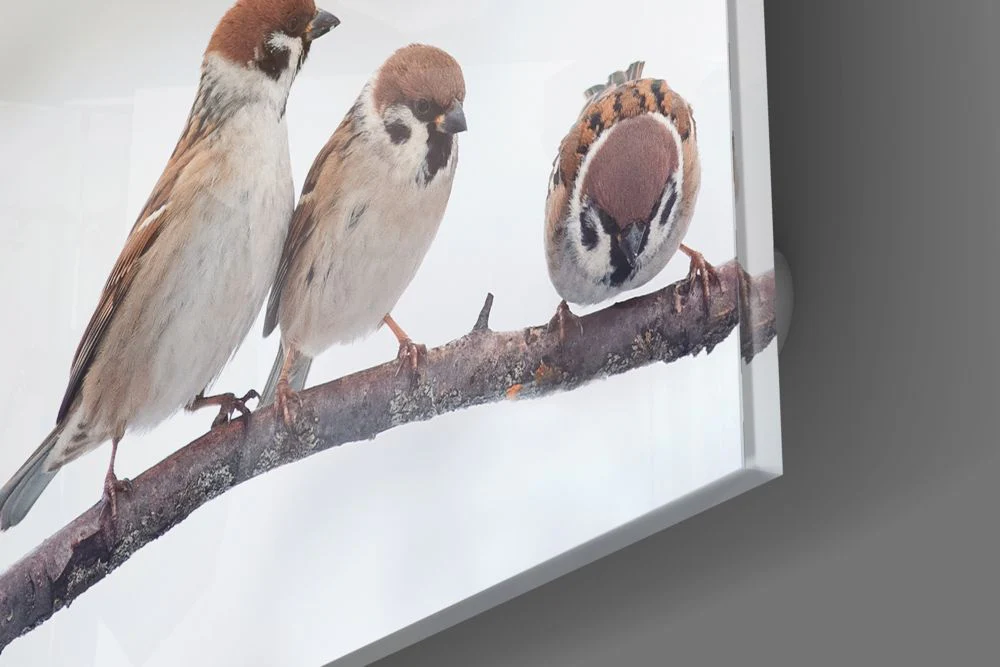 Vogels Glasschilderij - Afbeelding 2