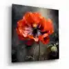 klaproos-bloem-glasschilderij-vierkant